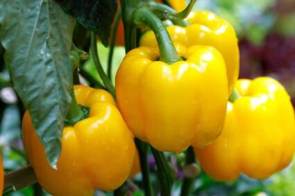 La Secretaría del Campo (SECAM)  Japón abre sus puertas al pimiento morrón mexicano.